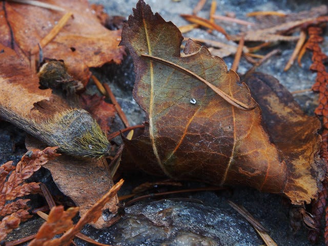 Why is Sabi Important?