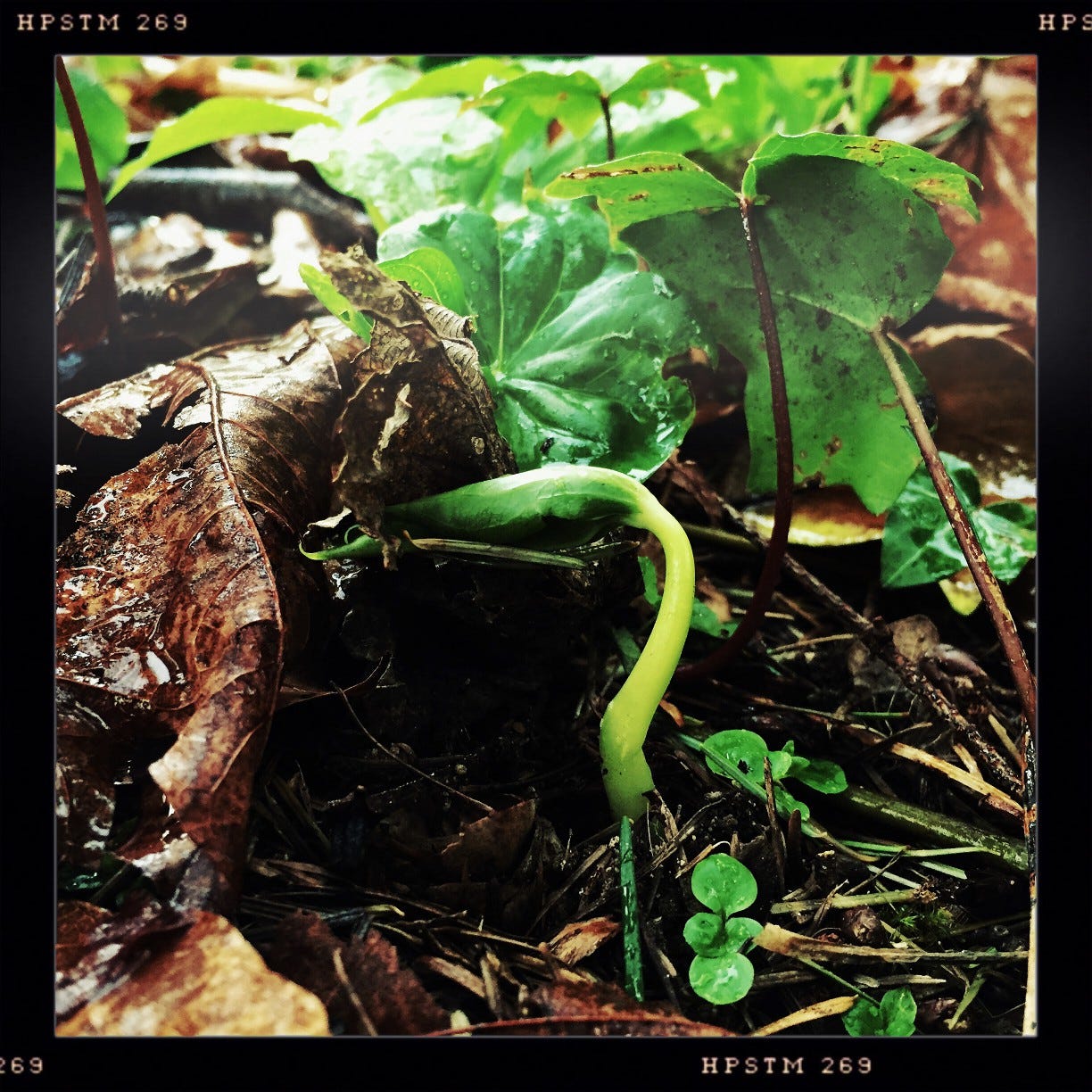 A small trillium seeding growing up through brown pine needles and maple leaves.