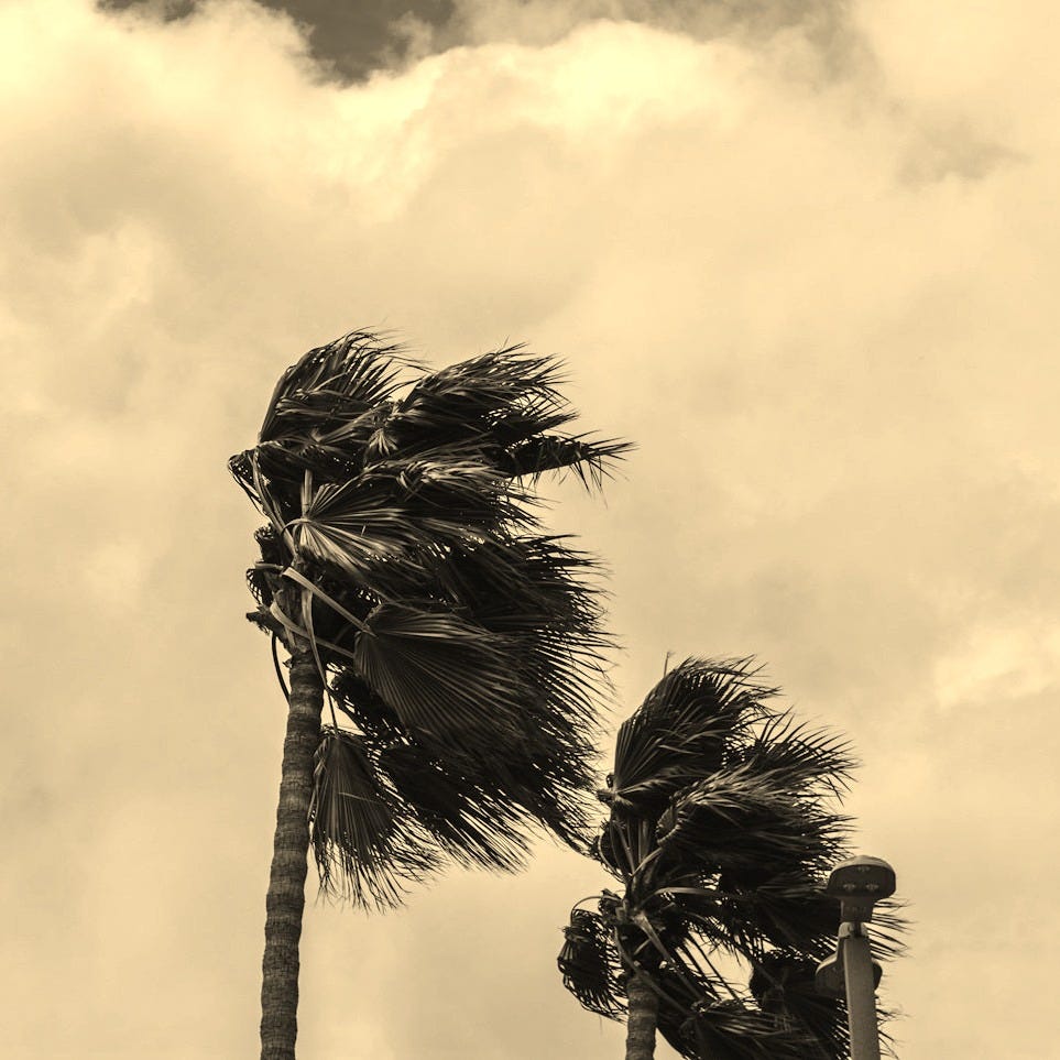 two palm trees blowing in the wind on a cloudy day two palm trees blowing in the wind on a cloudy day