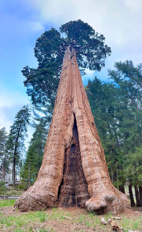 Photos of giant sequoia trees