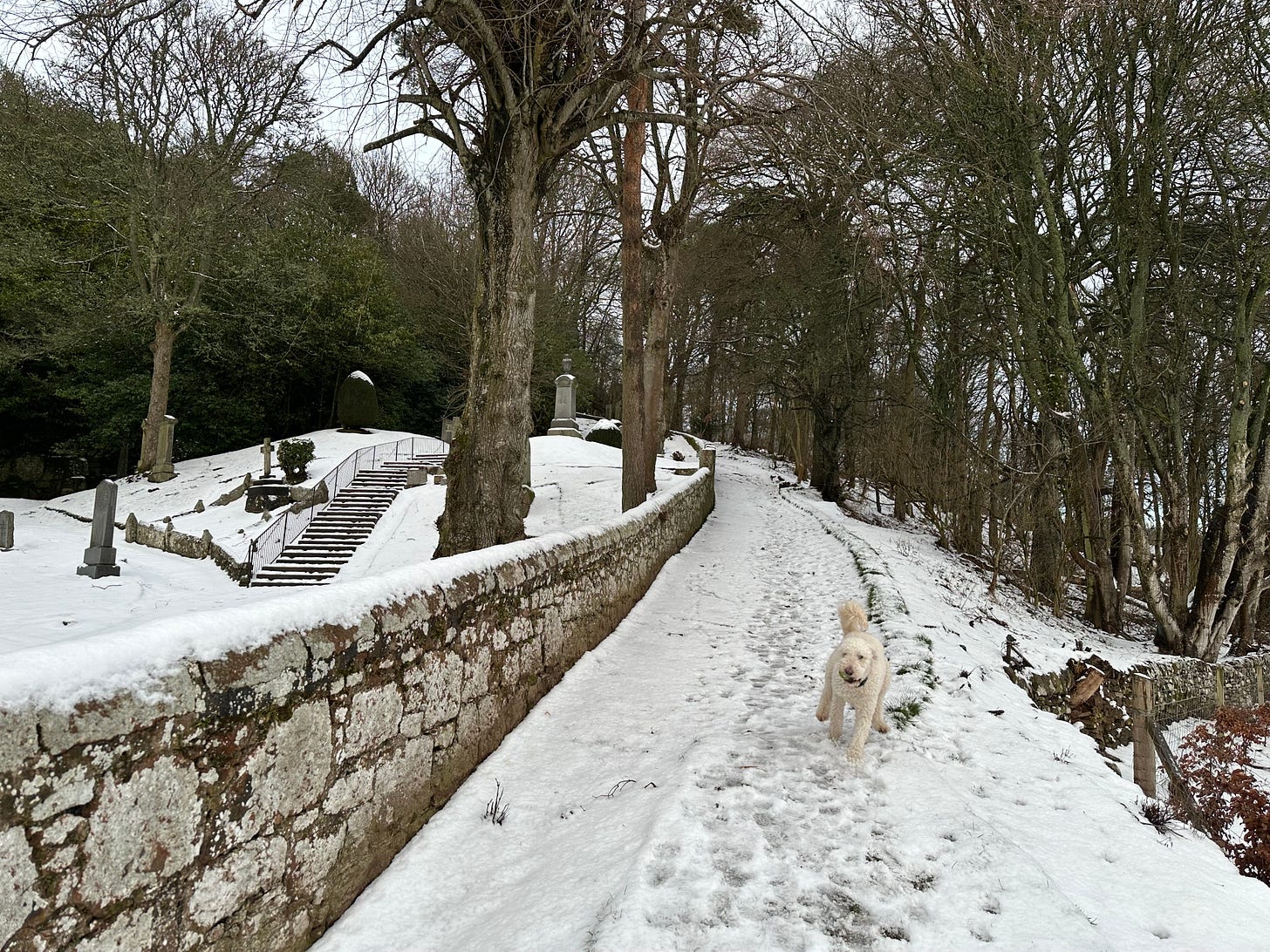 A photo of a white dog playing in the snow. There's an old stone wall surrounding a cemetery to the left.