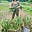 The Humble Hollar Homestead's avatar