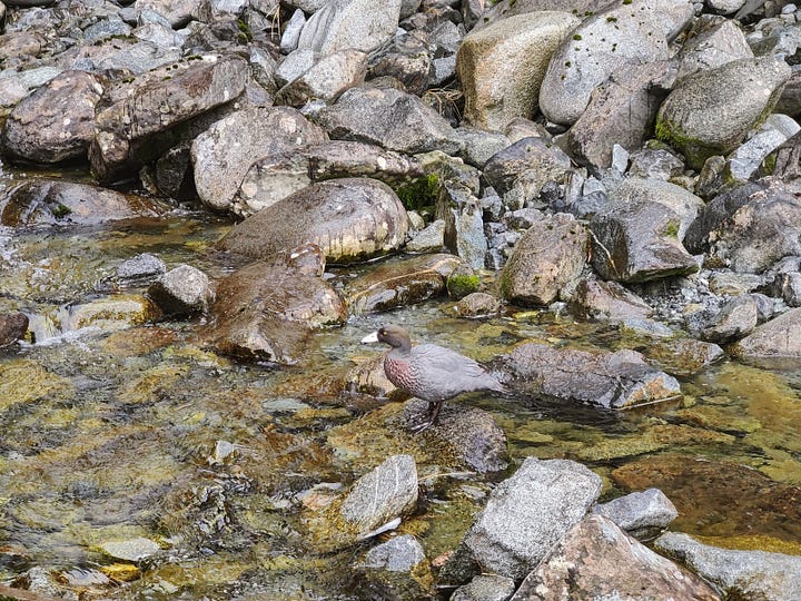 Kōwhiowhio, NZ's rare blue duck, at Sutherland Falls