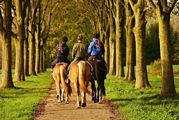 Horse Rider, Horse Woman, Horseback
