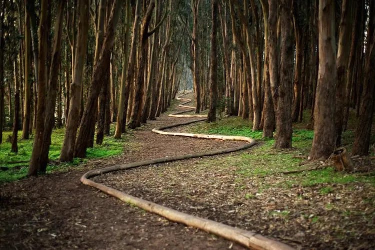 Wood Line by Andy Goldsworthy Wood Line by Andy Goldsworthy