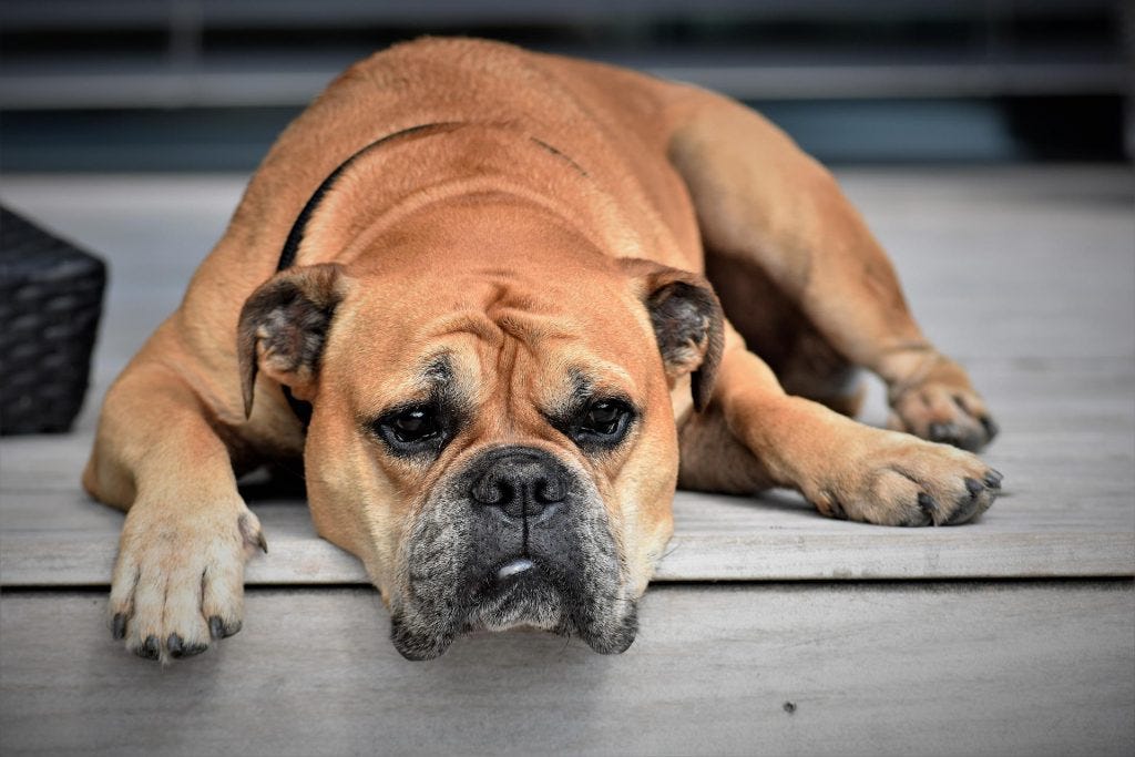 Bored chestnut colored bulldog laying on the ground Bored chestnut colored bulldog laying on the ground