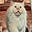 A Cat Called Moose's avatar