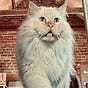 A Cat Called Moose's avatar