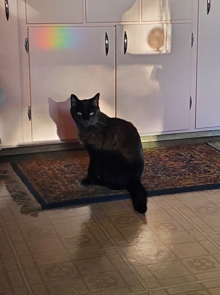 A black gat glares at the camera, sitting on a rug on a linoleum kitchen floor, a dramatic shadow cast behind him on the cupboards.