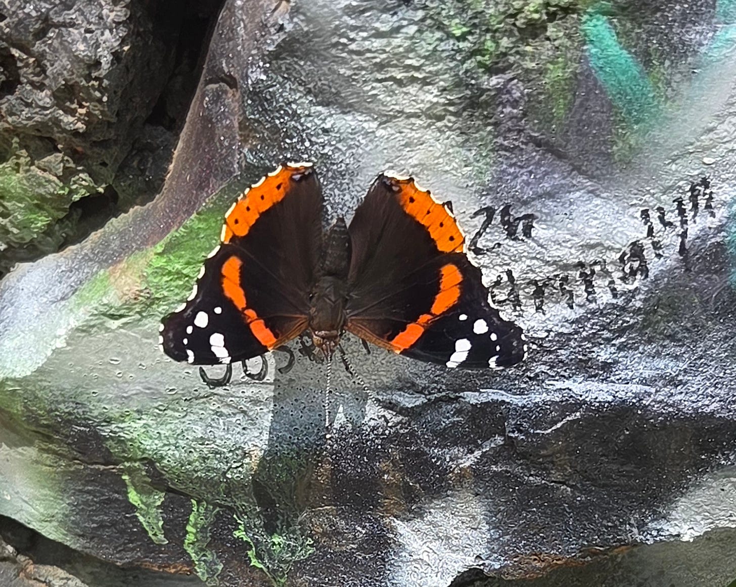 Butterfly on a stone covered in graffiti