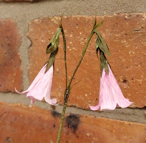 Supersized paper version of grass flower heads pictured against a photo of the real thing; paper birds foot trefoil, paper Linnea flower