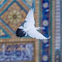 نبأ's avatar