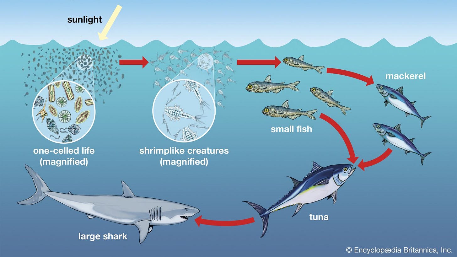 Food chain | Definition, Types, & Facts | Britannica Food chain | Definition, Types, & Facts | Britannica