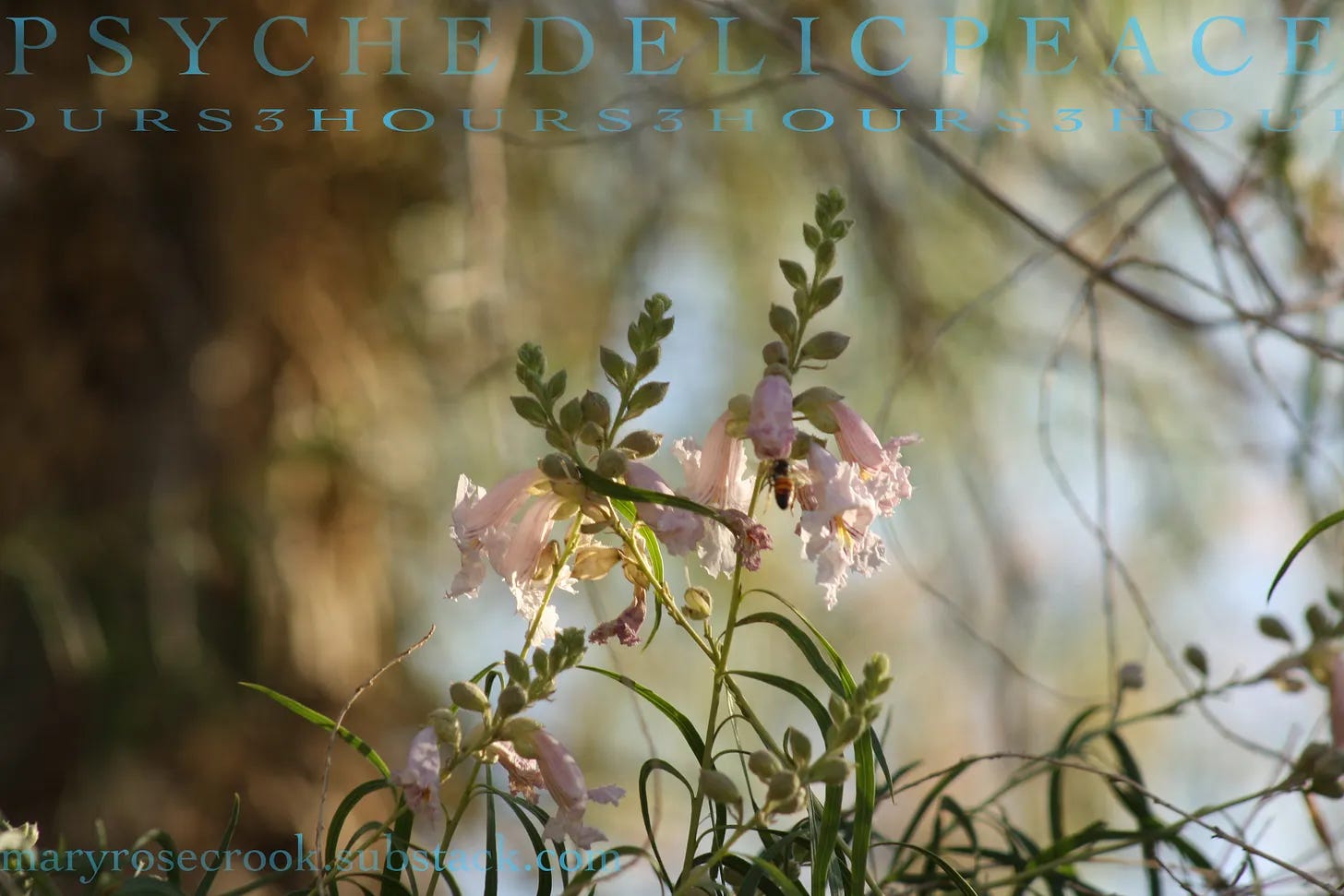 Desert willow flowers, with a bee in one of the flowers, with a golden light from the sun behind them. Desert willow flowers, with a bee in one of the flowers, with a golden light from the sun behind them.