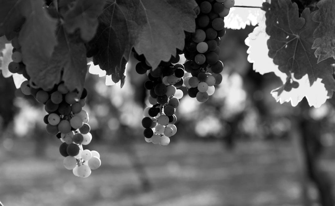 green and brown grapes during daytime