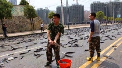 Fish Rain Festival in Thailand as Fishes litter streets after ... Fish Rain Festival in Thailand as Fishes litter streets after ...
