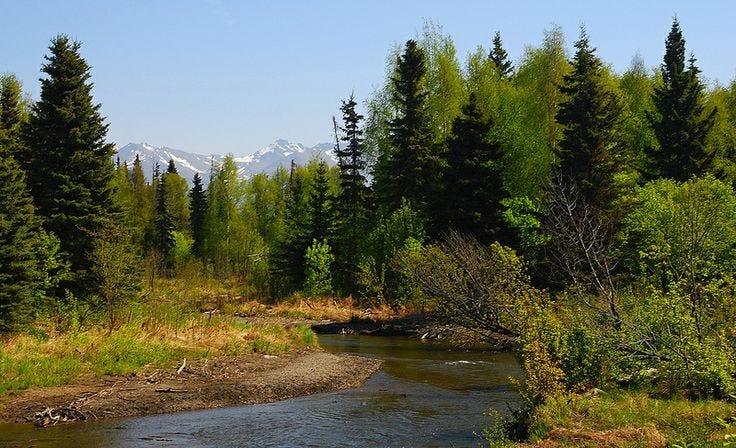 Campbell Creek in Anchorage, Alaska.