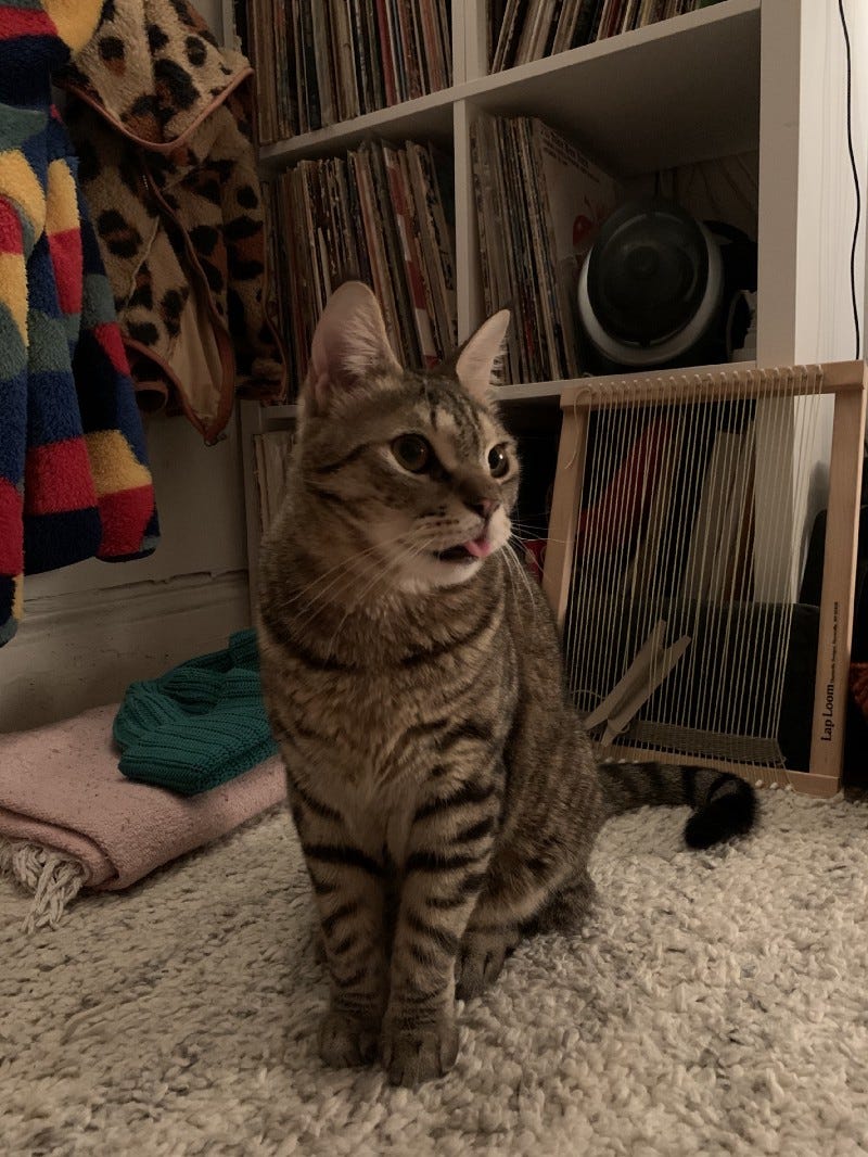 Gary the cat sits on a rug. His tongue is sticking out.