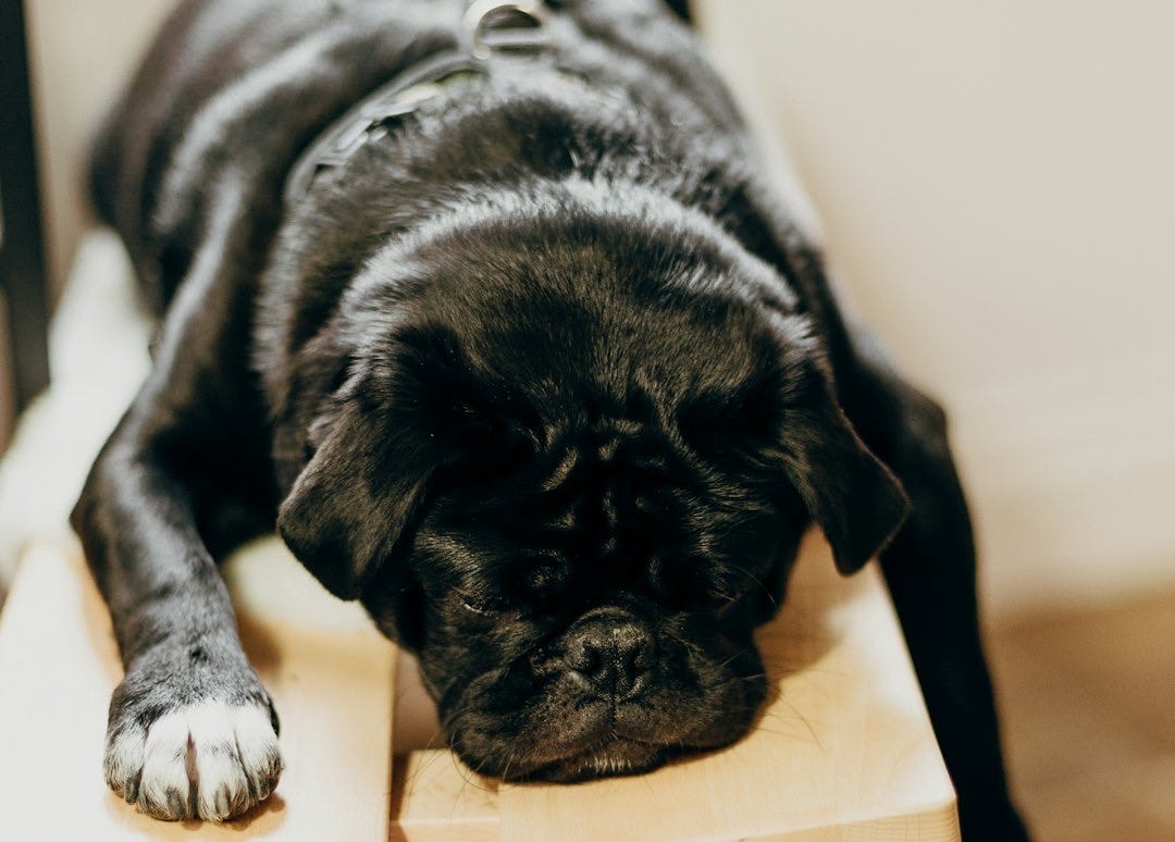 black pug lying on brown wooden chair