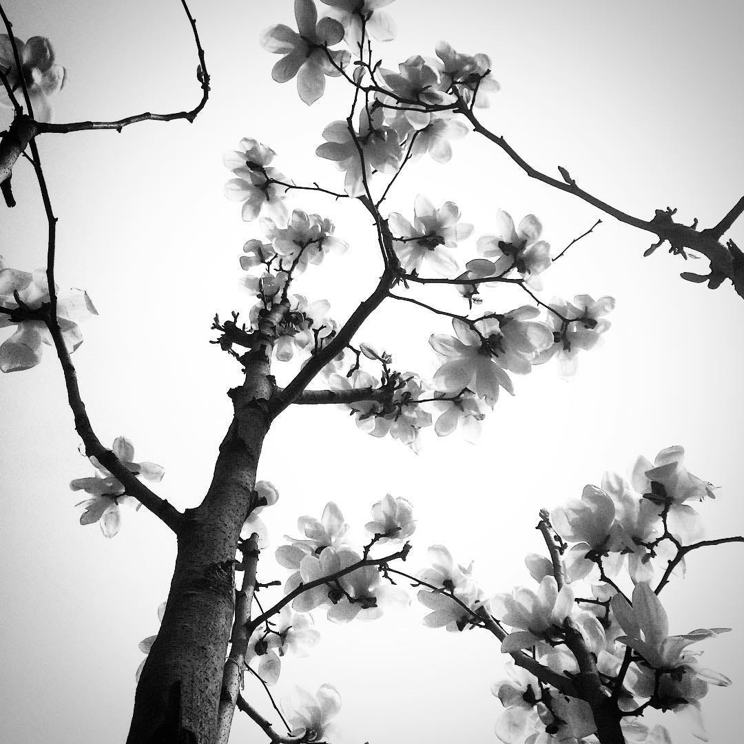 Spring blossoms in Beijing.