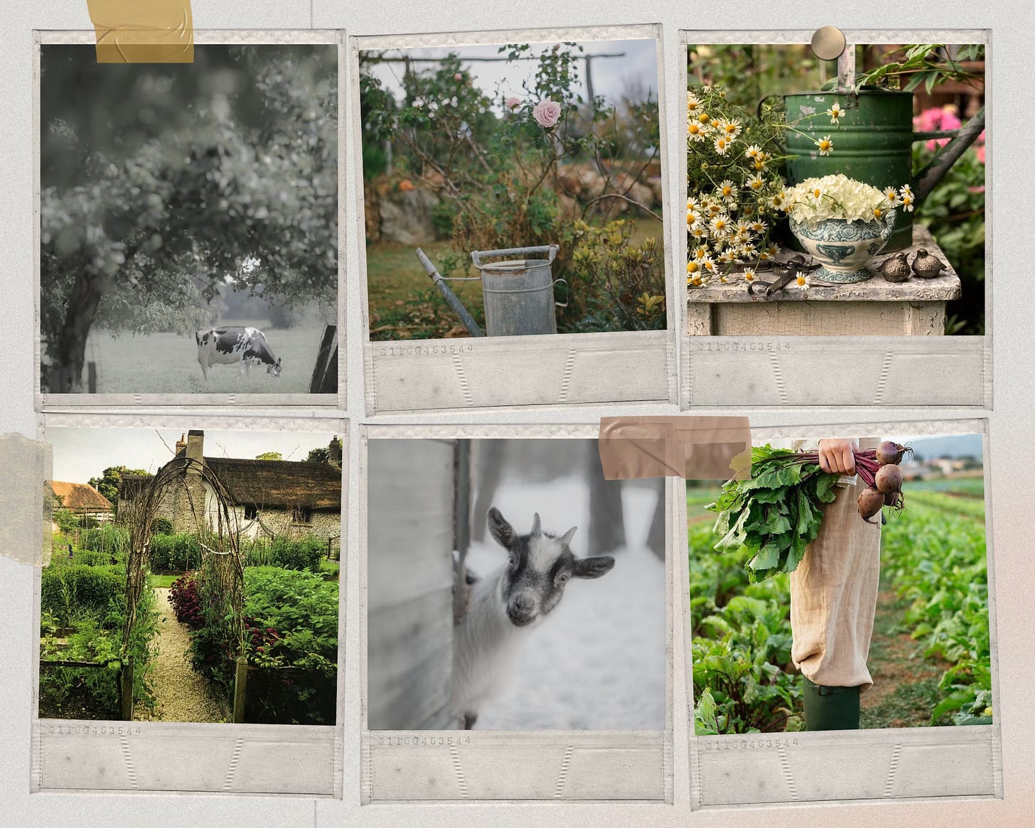 A vintage-style photo collage arranged like Polaroid snapshots taped to a wall, showing quiet rural life: a cow grazing under a tree, a metal watering can in a garden, a green watering can with daisies and flowers, a cottage garden path beside a stone house, a baby goat peeking from behind a wooden wall, and a person holding freshly harvested beets in a field. The images have soft, muted tones and evoke a calm countryside atmosphere.
