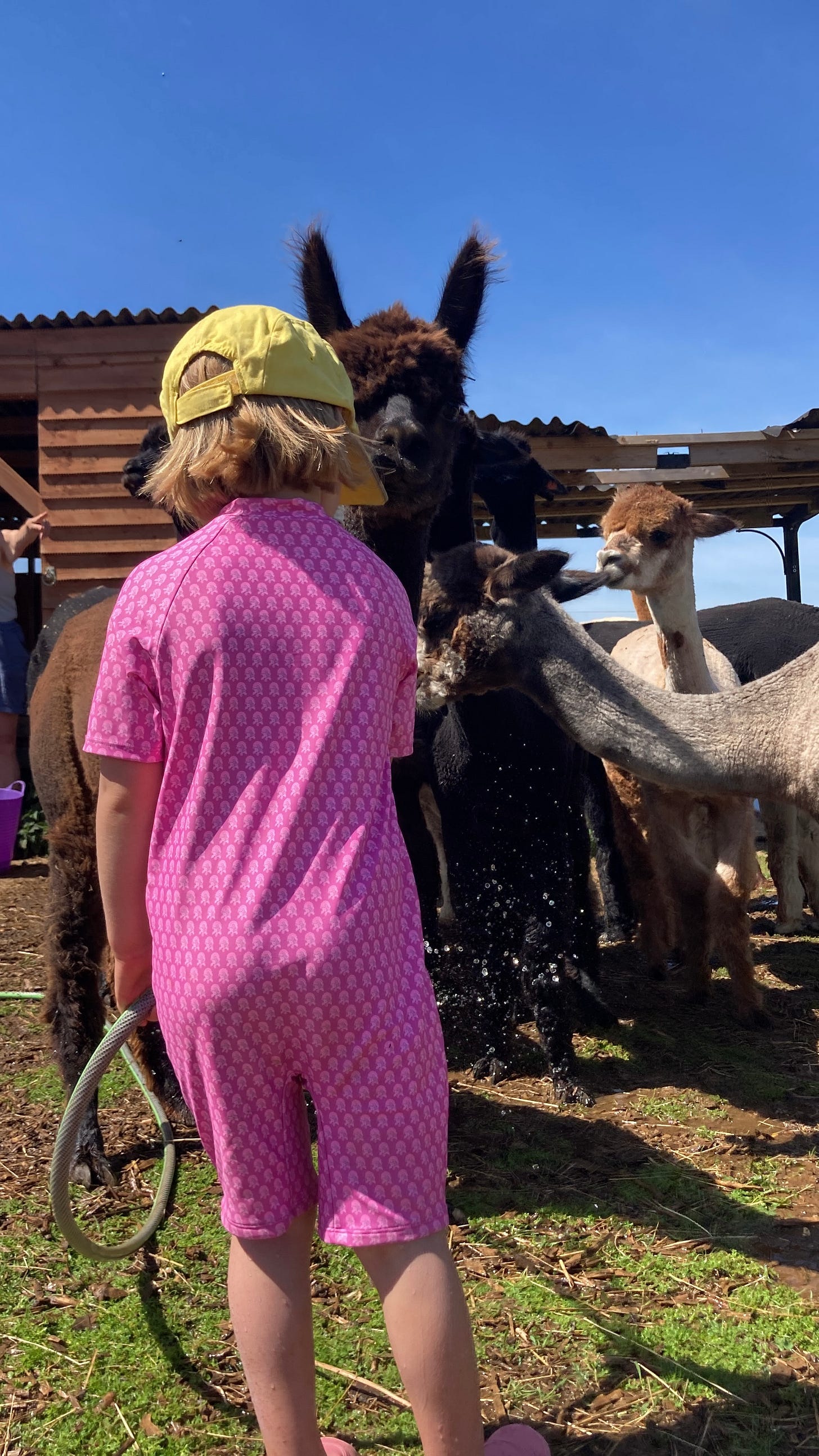 four year old showering alpacas on a hot day