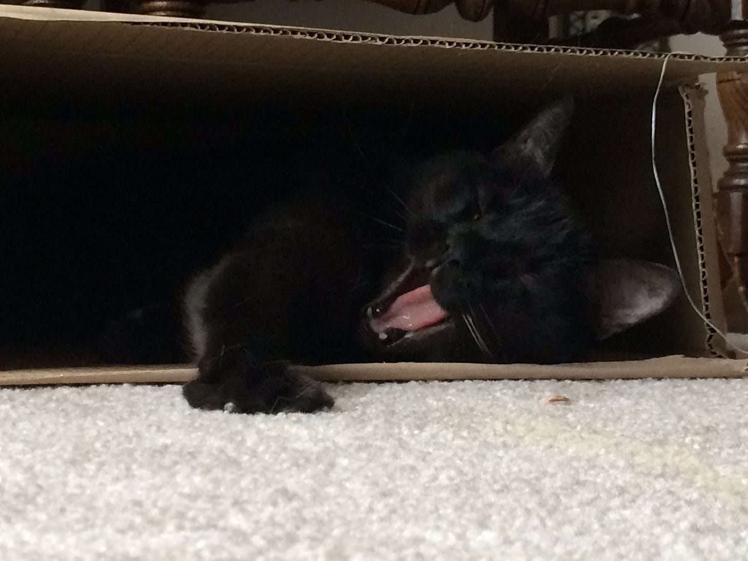 Gizmo Side Box Yawn cats in boxes Gizmo Side Box Yawn cats in boxes
