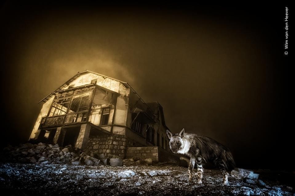 Winning images Wildlife Photographer of the Year 2025: a brown hyena visiting the remains of an abandoned diamond mine.