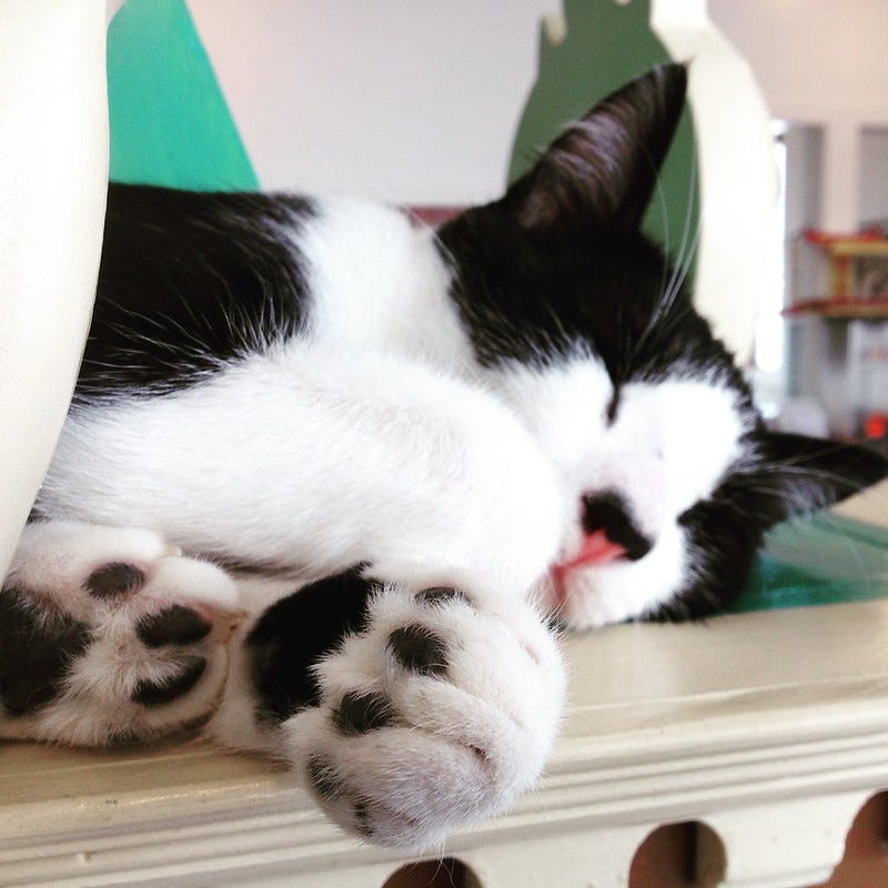 Cat Town Cafe, Oakland Cat Town Cafe, Oakland