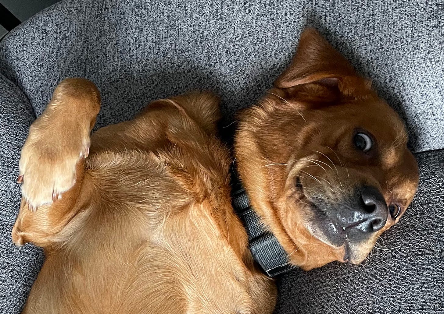 A silly looking dog