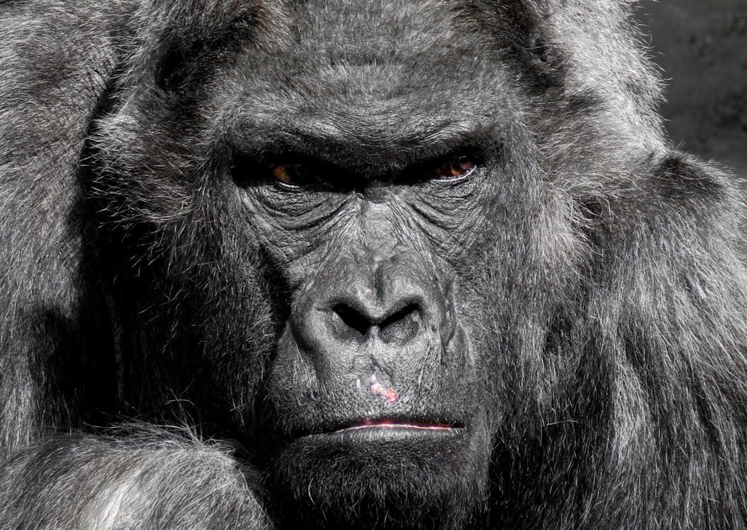 Close up photo of a gorilla. He looks moody.