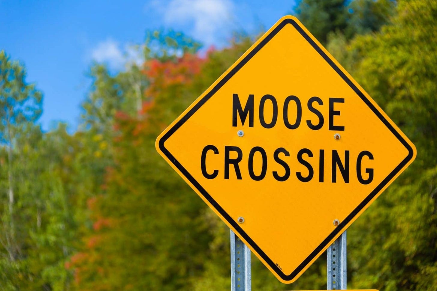 Maine Moose Spotting - Learn to How Spot a Moose in Maine
