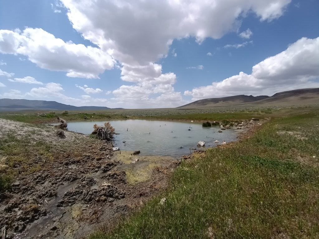 Photo 14: Boxed spring area at Thacker Pass with grasses and mustards