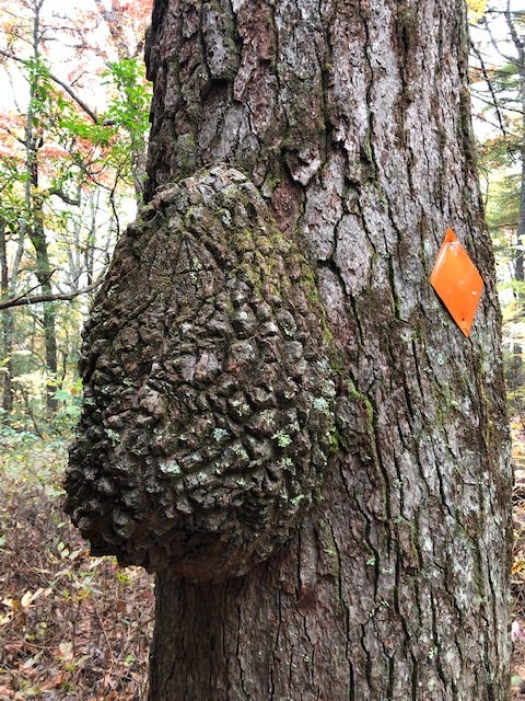 Does this tree have cancer?