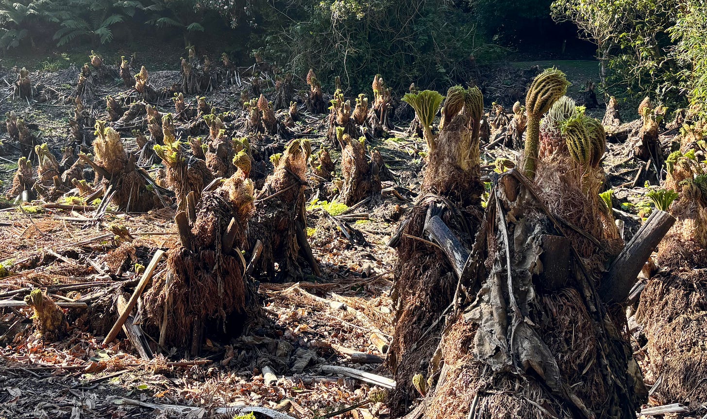 Dozens of knotted brown clumps from which thick green stalks are growing.