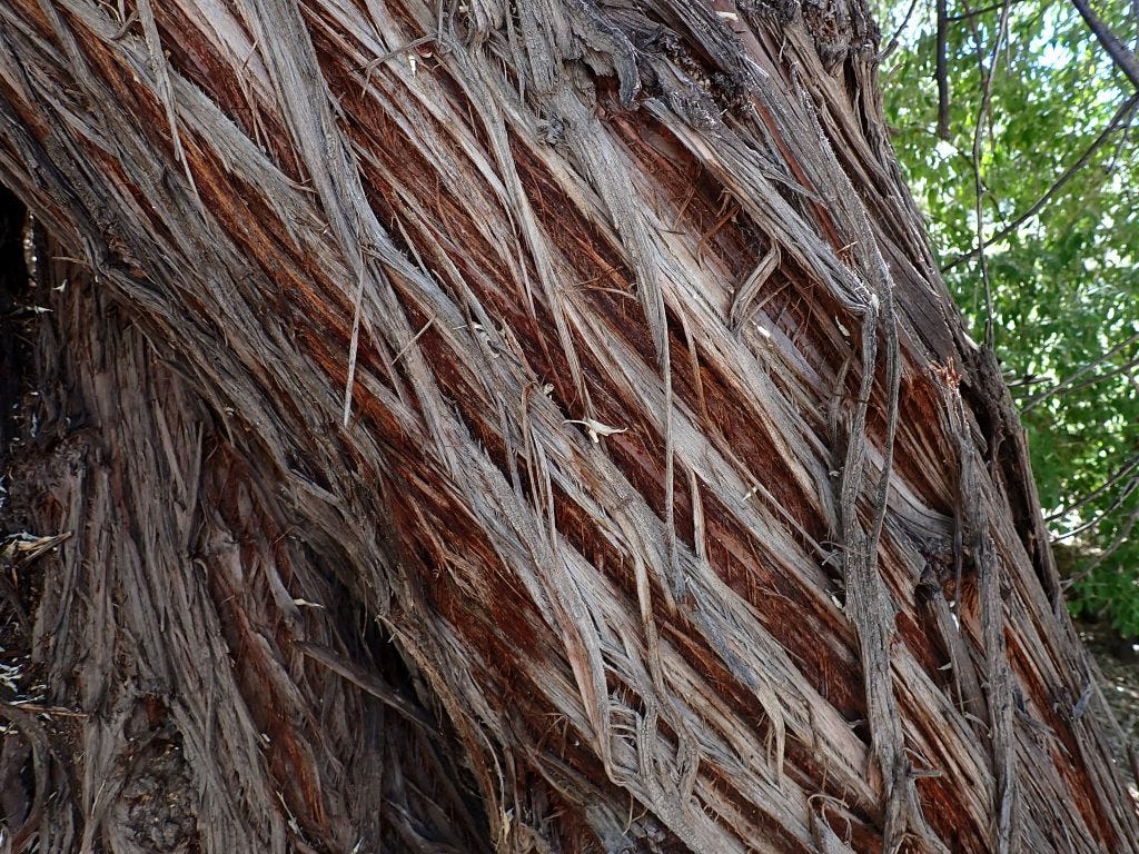 Bark of an old Saltcedar (Tamarix sp.) growing immediately downstream from the dam at Boca Reservoir. Bark of an old Saltcedar (Tamarix sp.) growing immediately downstream from the dam at Boca Reservoir.