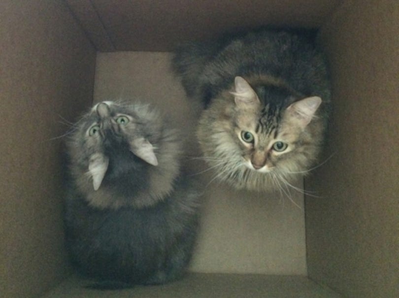 Chase Kali Box (enlarged) cats in boxes Chase Kali Box (enlarged) cats in boxes