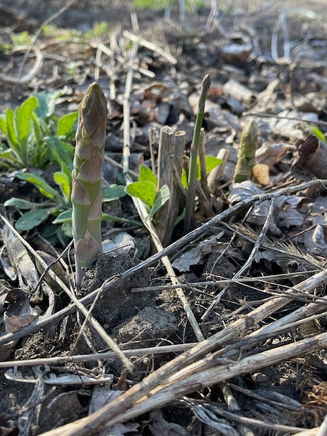 Chives, Asparagus, Rhubarb, Peach, Sewing seeds