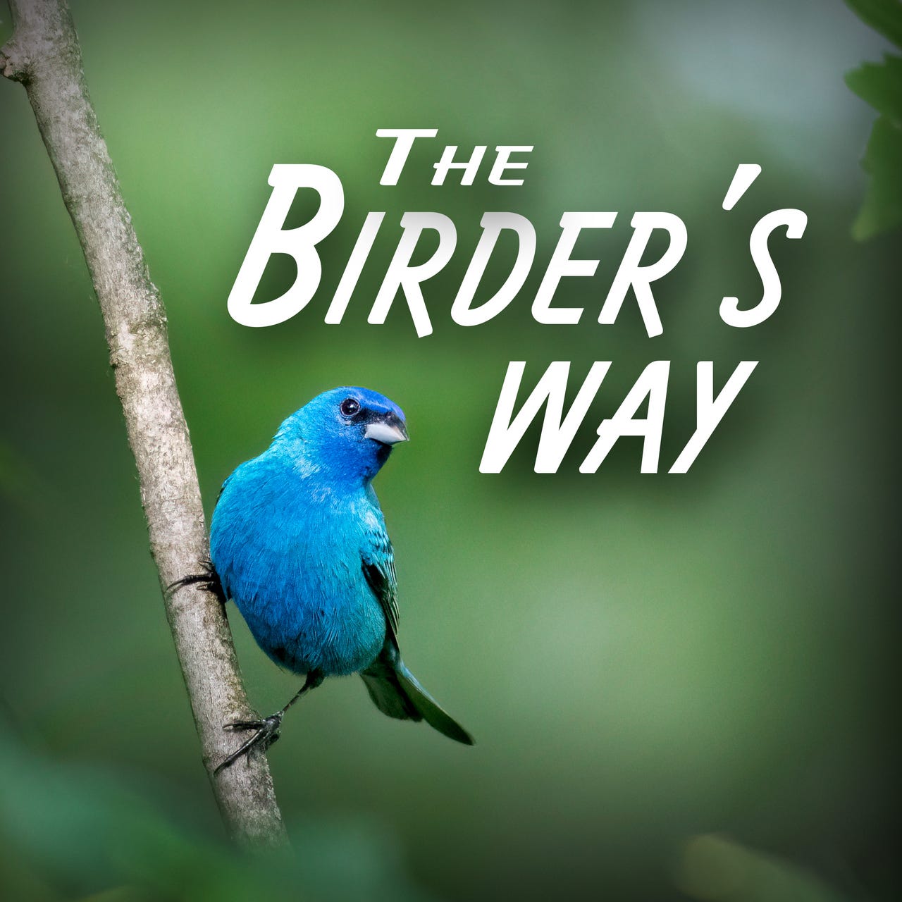 The Birder's Way
