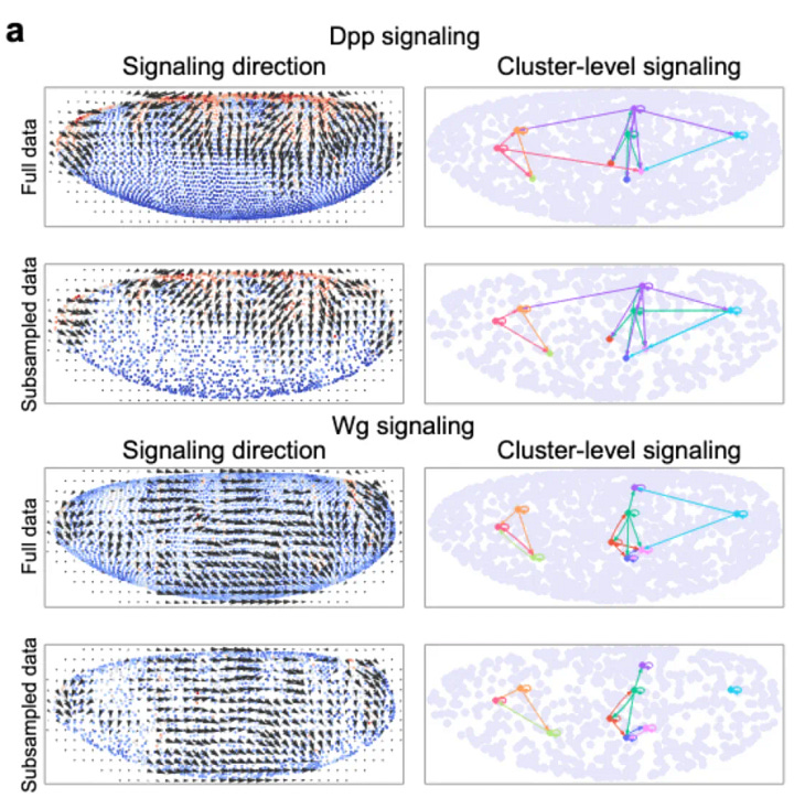 A. Spatial signaling direction and signaling among cell clusters for Dpp and Wg signaling pathways. F. Examples of the identified positively, negatively, and partially differentially expressed genes associated to Dpp signaling.
