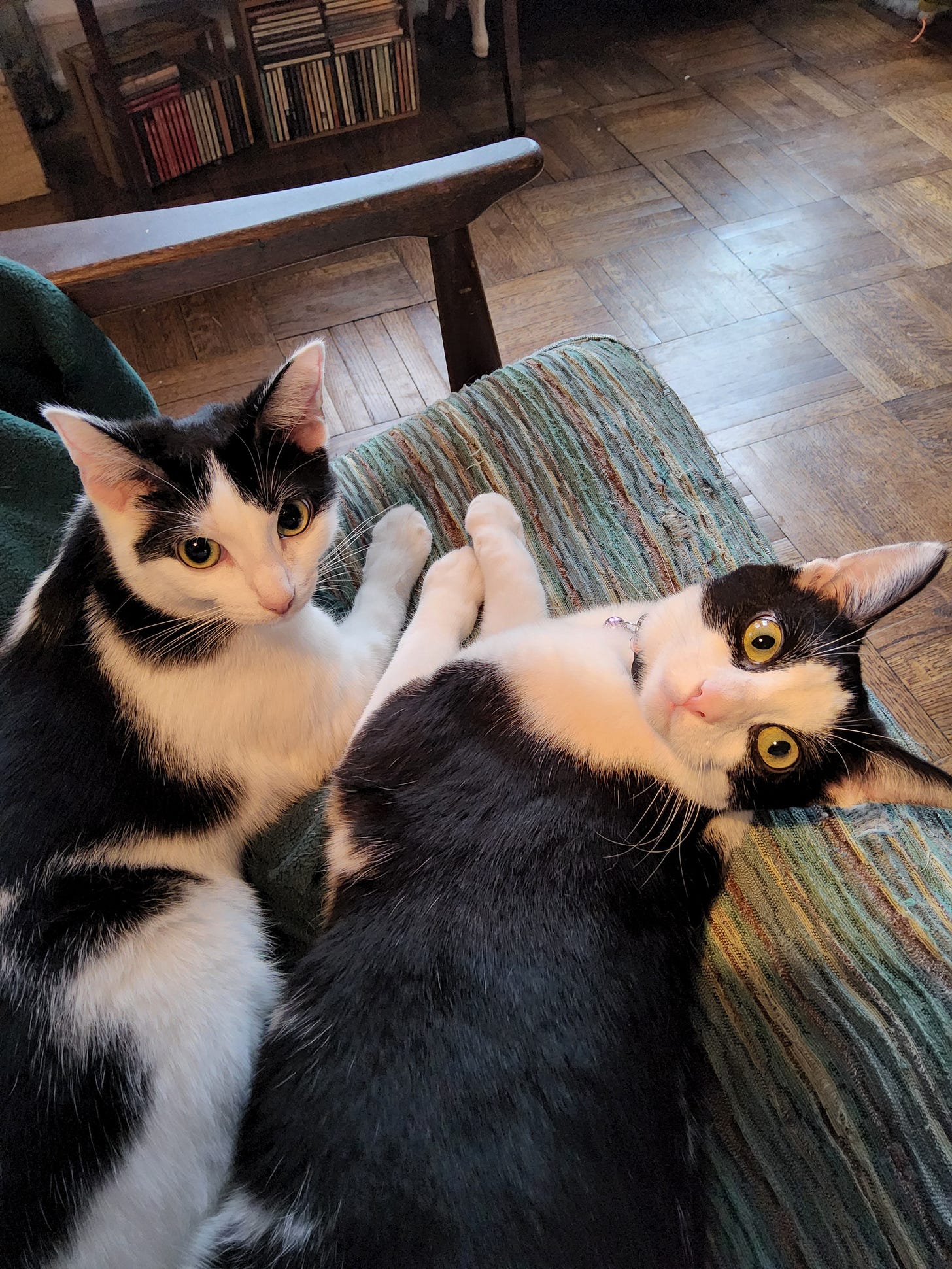two black and white cats sit on a chair and look mischievously at the camera two black and white cats sit on a chair and look mischievously at the camera