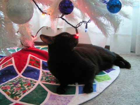 Gizmo Tree Cats At Christmas Gizmo Tree Cats At Christmas