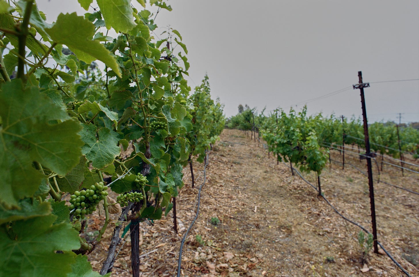 Sauvignon Blanc vines