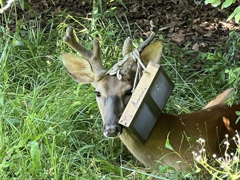 A deer was caught on camera in Mentor-on-the-Lake, Ohio, with a bird feeder hanging from one of its antlers. Photo courtesy of the Mentor-on-the-Lake Police Department/Facebook