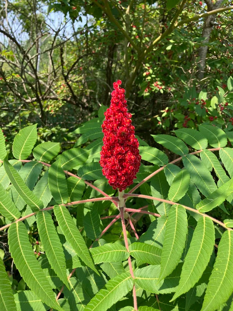 A bright ruby-red sumac along the trail, its leaves circle outward around the bright red bloom A bright ruby-red sumac along the trail, its leaves circle outward around the bright red bloom