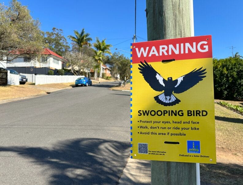 Magpie swooping warning for Brisbane - Australian Seniors News