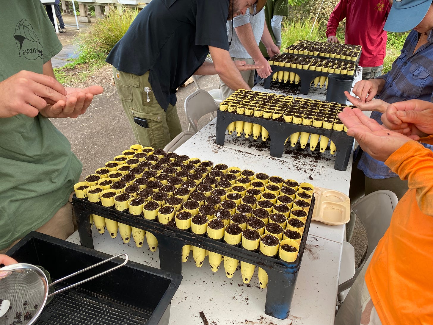Hands gathered around a long table that holds four flats of yellow planting dibbles filled with soil. The hands are fingering seeds in their palms, counting out a few seeds for each dibble.