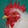 United Poultry Concerns's avatar