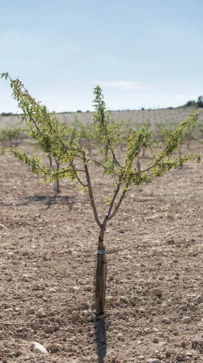 Almond Trees - by Steve Harvester - Steve’s Substack