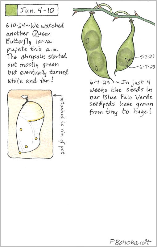 Perpetual Journal, week of Jun. 4-10: Queen Butterfly White Chrysalis (2024); Blue Palo Verde Seedpods (2023) Perpetual Journal, week of Jun. 4-10: Queen Butterfly White Chrysalis (2024); Blue Palo Verde Seedpods (2023)